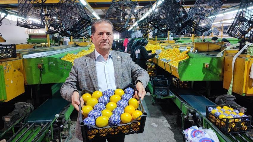 Yeni yıl öncesi Adana’da 'narenciye' seferberliği! Rusya ve Avrupa’dan dev sipariş
