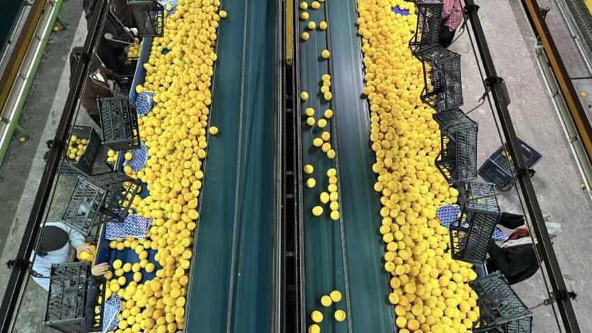 Yeni yıl öncesi Adana’da 'narenciye' seferberliği! Rusya ve Avrupa’dan dev sipariş