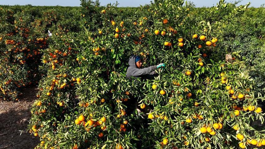 Yeni yıl öncesi Adana’da 'narenciye' seferberliği! Rusya ve Avrupa’dan dev sipariş