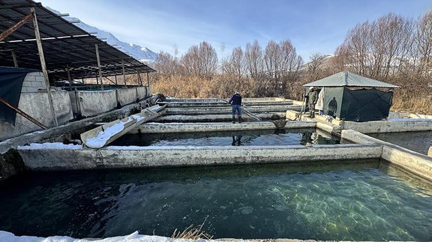 Van'da milyonluk mesai başladı! Aralık, ocak ve şubat aylarında yapılıyor! Alabalık tesislerinde sağım heyecanı