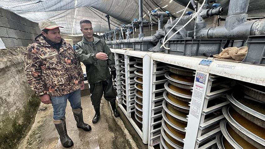 Van'da milyonluk mesai başladı! Aralık, ocak ve şubat aylarında yapılıyor! Alabalık tesislerinde sağım heyecanı
