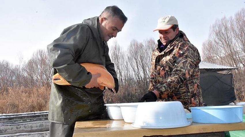 Van'da milyonluk mesai başladı! Aralık, ocak ve şubat aylarında yapılıyor! Alabalık tesislerinde sağım heyecanı