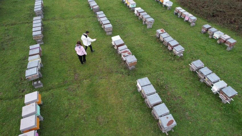 Dededen mesleğine 40 kovanla başladı, ürettiği dünyayı fethetti: Avrupa'da en iyisi seçildi! 'Yeraltında kömür yerüstünde o...'