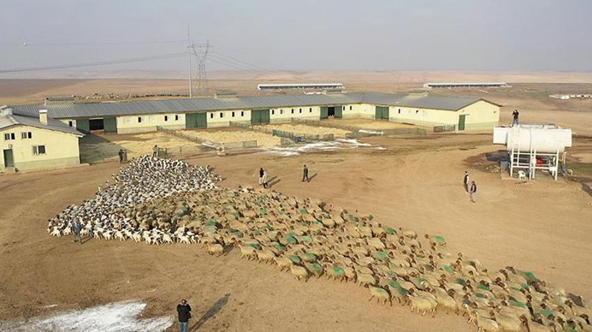 Dünyanın en büyüğü Şanlıurfa'da: 60 bin yeni kuzu dünyaya geldi!