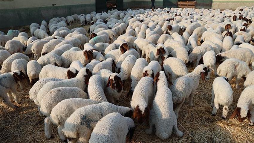 Dünyanın en büyüğü Şanlıurfa'da: 60 bin yeni kuzu dünyaya geldi!