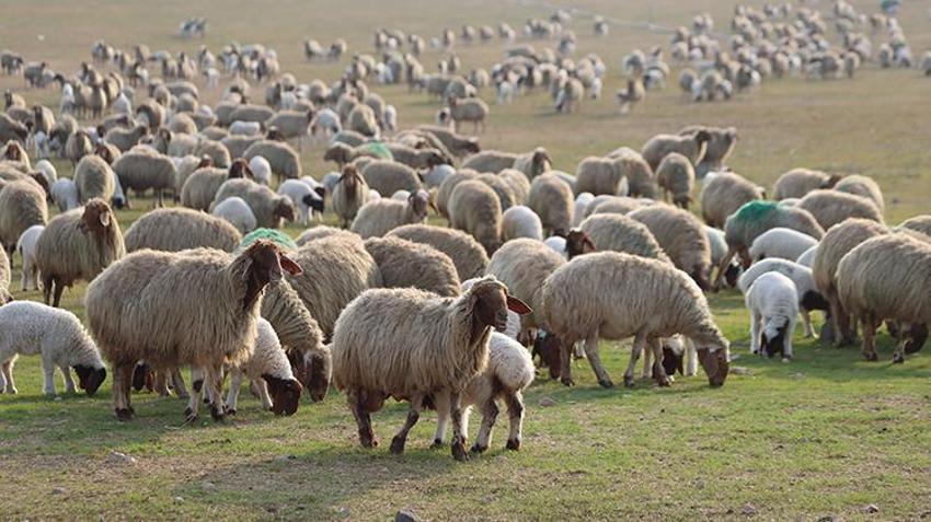 Dünyanın en büyüğü Şanlıurfa'da: 60 bin yeni kuzu dünyaya geldi!
