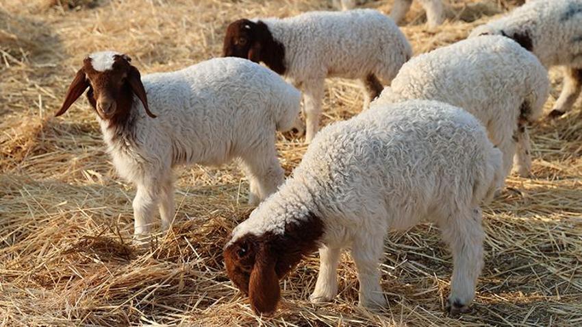 Dünyanın en büyüğü Şanlıurfa'da: 60 bin yeni kuzu dünyaya geldi!