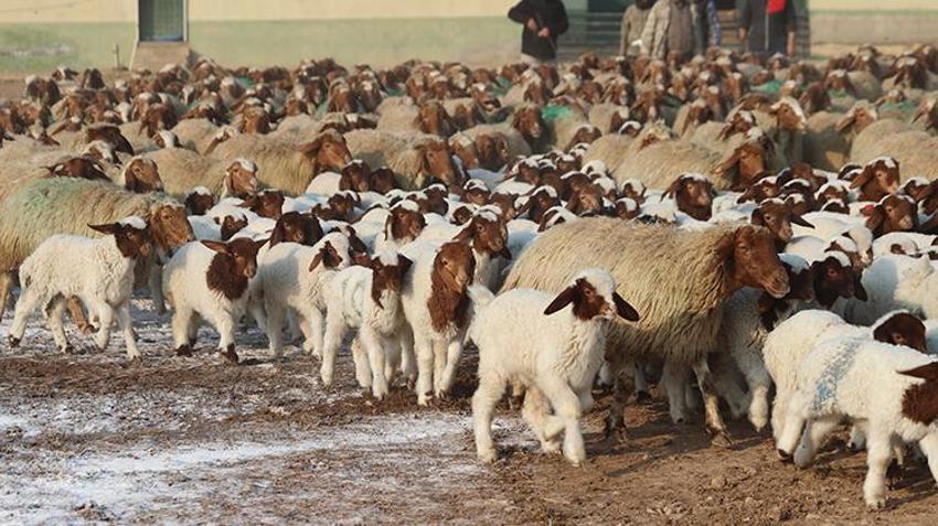 Dünyanın en büyüğü Şanlıurfa'da: 60 bin yeni kuzu dünyaya geldi!