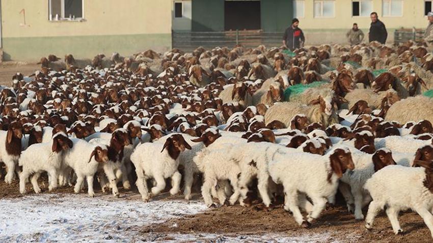 Dünyanın en büyüğü Şanlıurfa'da: 60 bin yeni kuzu dünyaya geldi!