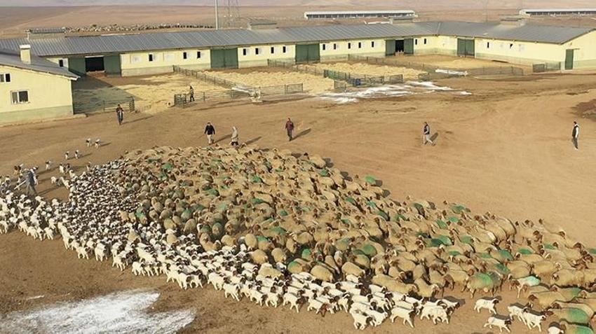 Dünyanın en büyüğü Şanlıurfa'da: 60 bin yeni kuzu dünyaya geldi!
