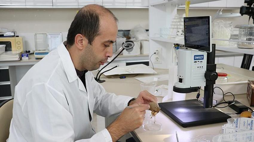 Antalya'da milyonlarca 'gizli asker' göreve hazır: Yumurtadan çıkıp 30 bin zararlıyı yok ediyor