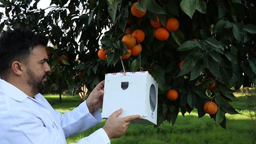 Antalya'da milyonlarca 'gizli asker' göreve hazır: Yumurtadan çıkıp 30 bin zararlıyı yok ediyor