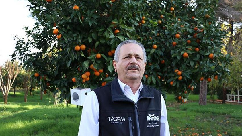 Antalya'da milyonlarca 'gizli asker' göreve hazır: Yumurtadan çıkıp 30 bin zararlıyı yok ediyor