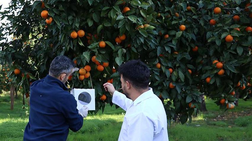 Antalya'da milyonlarca 'gizli asker' göreve hazır: Yumurtadan çıkıp 30 bin zararlıyı yok ediyor