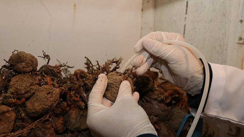 Antalya'da milyonlarca 'gizli asker' göreve hazır: Yumurtadan çıkıp 30 bin zararlıyı yok ediyor