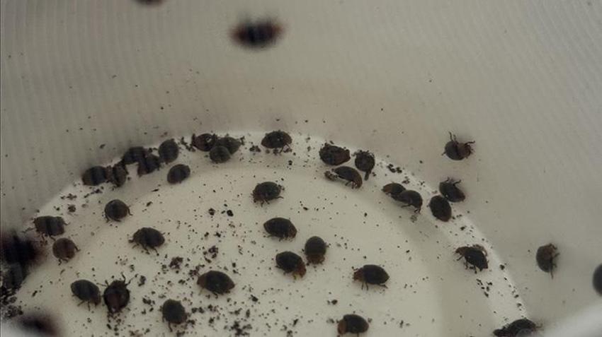 Antalya'da milyonlarca 'gizli asker' göreve hazır: Yumurtadan çıkıp 30 bin zararlıyı yok ediyor