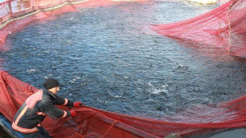 Yozgatlı üretici servet yetiştiriyor! Rusya ve Japonya peşine düştü: Talep katlanıyor
