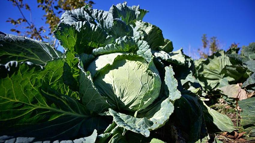 Osmaniyeli vatandaş emekli oldu, dededen kalma ata tohumları ile hobi olarak başladı, şimdi gelir kapısı oldu!