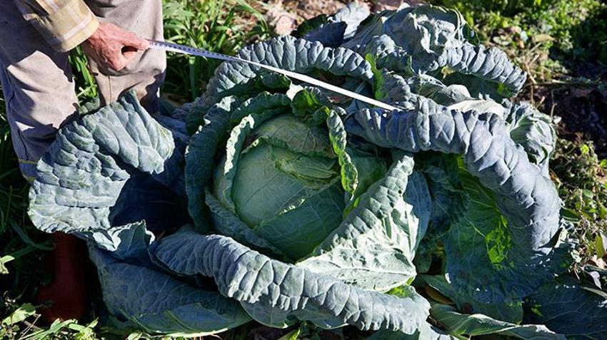 Osmaniyeli vatandaş emekli oldu, dededen kalma ata tohumları ile hobi olarak başladı, şimdi gelir kapısı oldu!