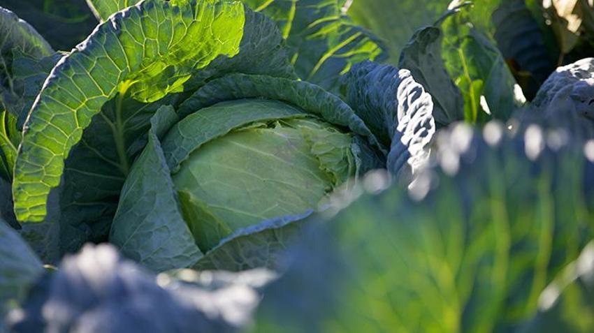Osmaniyeli vatandaş emekli oldu, dededen kalma ata tohumları ile hobi olarak başladı, şimdi gelir kapısı oldu!