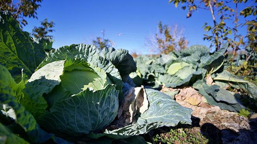 Osmaniyeli vatandaş emekli oldu, dededen kalma ata tohumları ile hobi olarak başladı, şimdi gelir kapısı oldu!