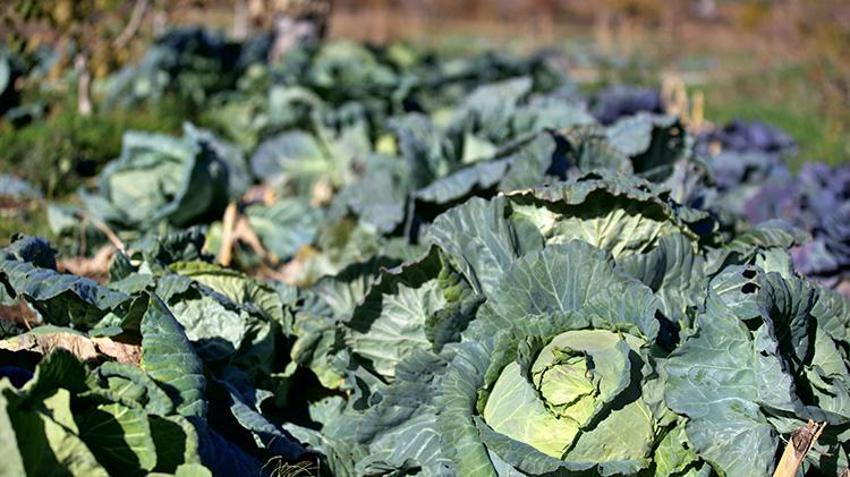 Osmaniyeli vatandaş emekli oldu, dededen kalma ata tohumları ile hobi olarak başladı, şimdi gelir kapısı oldu!