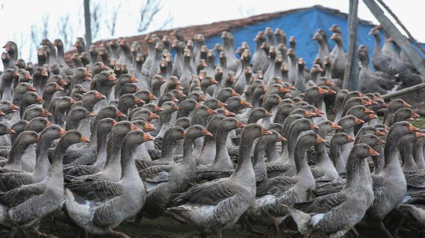 İstanbul'u terk edip memleketi Kastamonu'ya yerleşti! 130 hayvanla başladı, 5 yılda kendi işinin patronu oldu