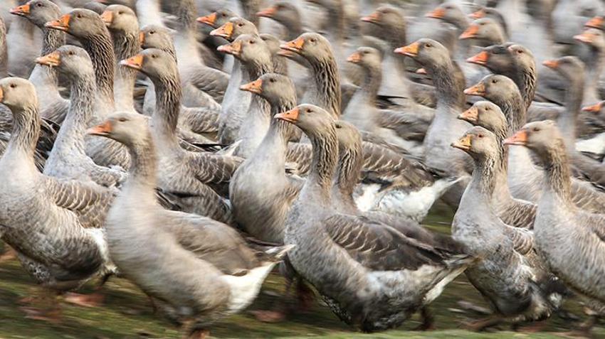 İstanbul'u terk edip memleketi Kastamonu'ya yerleşti! 130 hayvanla başladı, 5 yılda kendi işinin patronu oldu