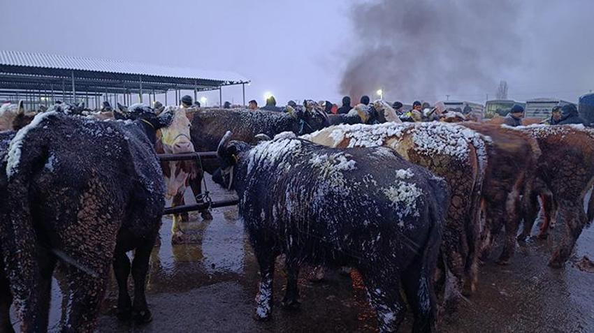 Şarkışla Hayvan pazarı'nda kar mesaisi: Termometreler -5'i gördü, besiciler çareyi battaniyede buldu