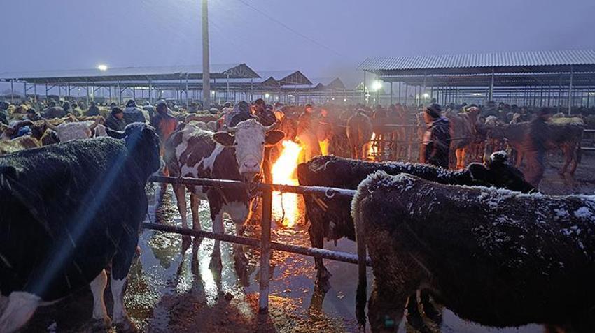Şarkışla Hayvan pazarı'nda kar mesaisi: Termometreler -5'i gördü, besiciler çareyi battaniyede buldu