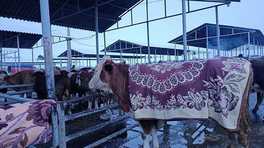 Şarkışla Hayvan pazarı'nda kar mesaisi: Termometreler -5'i gördü, besiciler çareyi battaniyede buldu