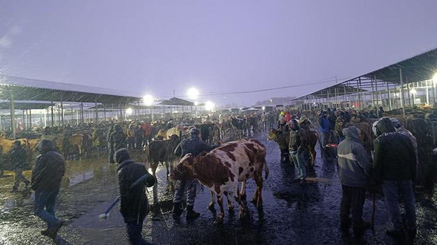 Şarkışla Hayvan pazarı'nda kar mesaisi: Termometreler -5'i gördü, besiciler çareyi battaniyede buldu