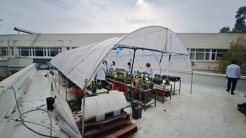 Çukurova Üniversitesi'nden örnek proje! Tarım arazileri uzak kalınca terasa sera kuruldu