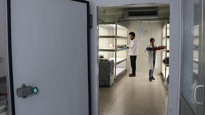 Çukurova Üniversitesi'nden örnek proje! Tarım arazileri uzak kalınca terasa sera kuruldu