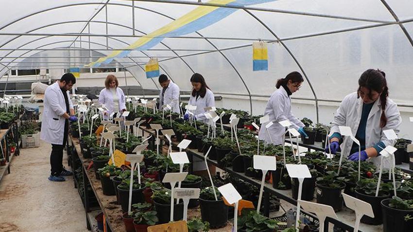 Çukurova Üniversitesi'nden örnek proje! Tarım arazileri uzak kalınca terasa sera kuruldu