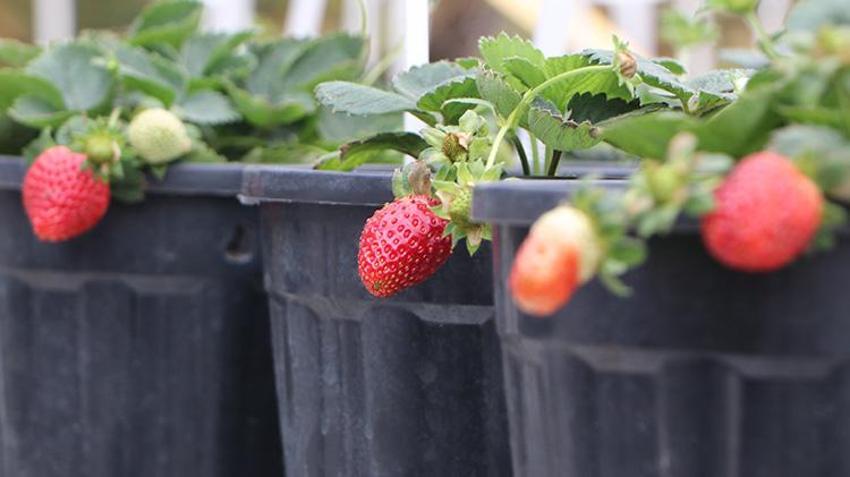 Çukurova Üniversitesi'nden örnek proje! Tarım arazileri uzak kalınca terasa sera kuruldu