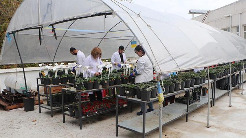 Çukurova Üniversitesi'nden örnek proje! Tarım arazileri uzak kalınca terasa sera kuruldu