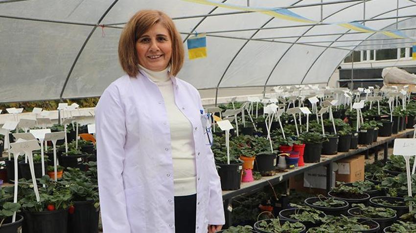 Çukurova Üniversitesi'nden örnek proje! Tarım arazileri uzak kalınca terasa sera kuruldu