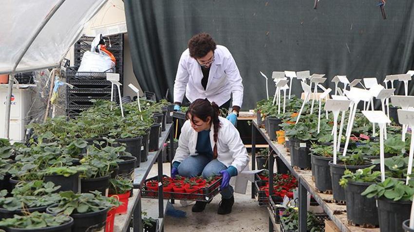 Çukurova Üniversitesi'nden örnek proje! Tarım arazileri uzak kalınca terasa sera kuruldu