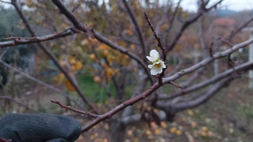 Manisa'da beklenmedik görüntü! Görenler gözlerine inanamadı