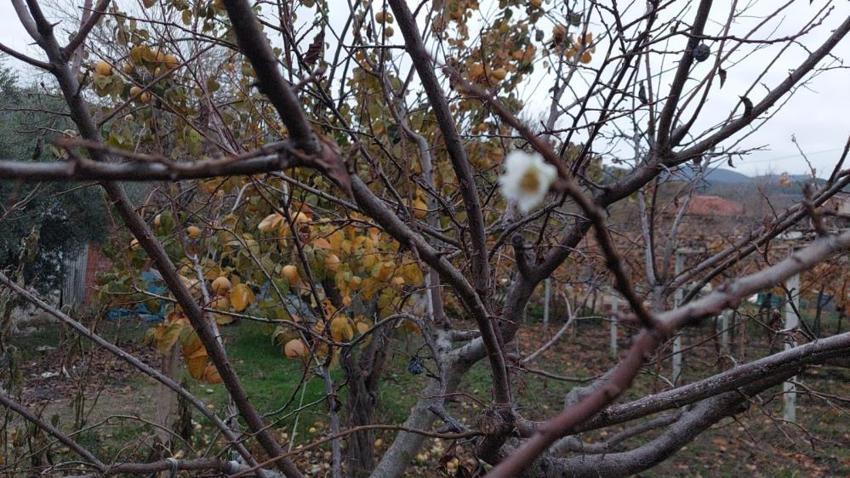 Manisa'da beklenmedik görüntü! Görenler gözlerine inanamadı