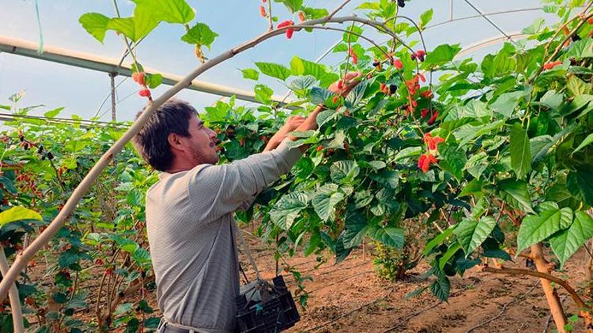 Mersin'de 2025 yılının son hasadı başladı! Kalitesi ve fiyatı üreticinin yüzünü güldürdü