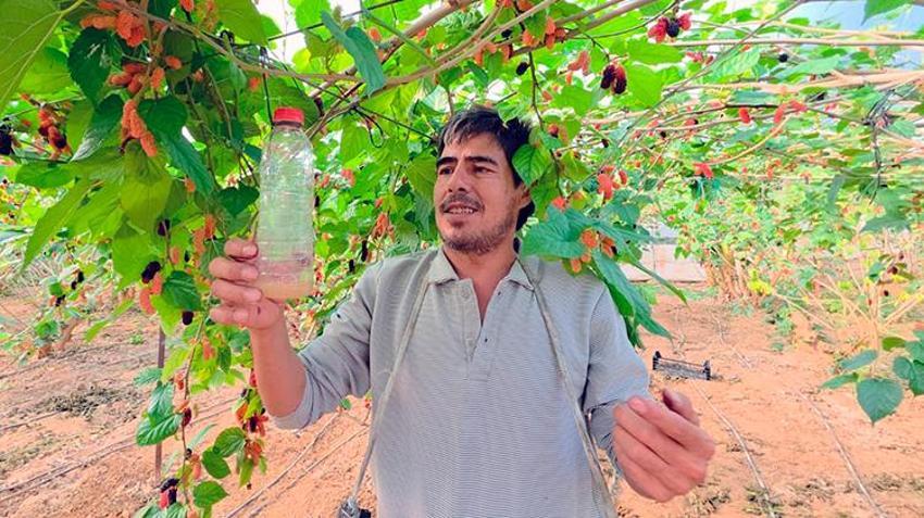 Mersin'de 2025 yılının son hasadı başladı! Kalitesi ve fiyatı üreticinin yüzünü güldürdü