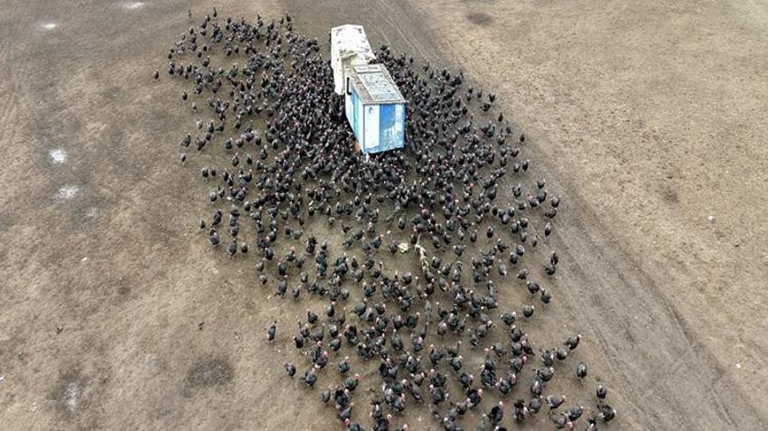 Yılbaşı öncesi talep patladı! Kilosu 500 liradan satılıyor: Kapış kapış gidiyor