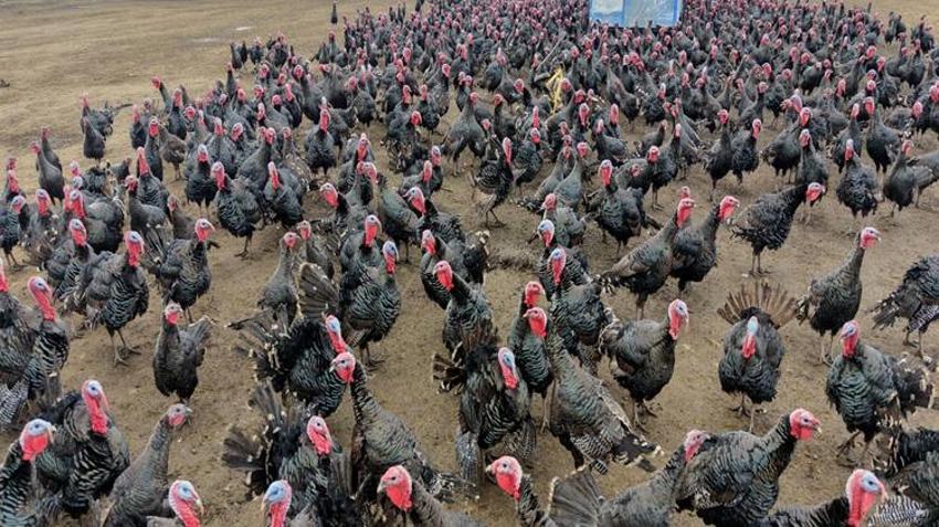 Yılbaşı öncesi talep patladı! Kilosu 500 liradan satılıyor: Kapış kapış gidiyor