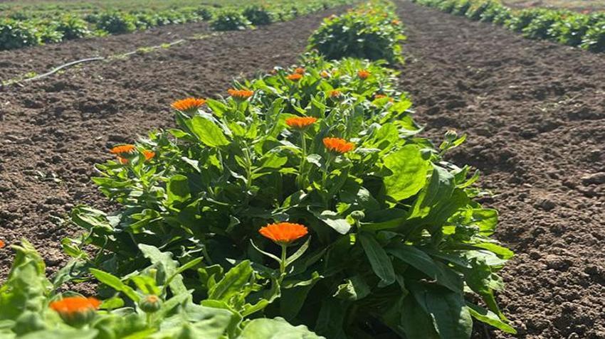 Kimse yüzüne bakmıyordu, meğer servet yatıyormuş! Atıl tarlaya ektiler: Şimdi sipariş yağıyor