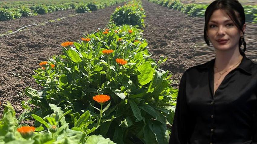 Kimse yüzüne bakmıyordu, meğer servet yatıyormuş! Atıl tarlaya ektiler: Şimdi sipariş yağıyor