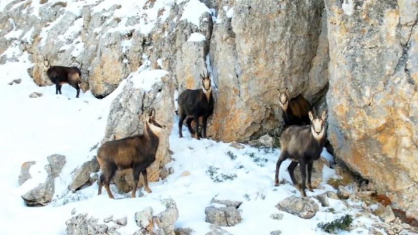 Munzur Dağı'nın zirvesinde fotokapana yakalandılar! Sürü halinde ilk kez görüldü