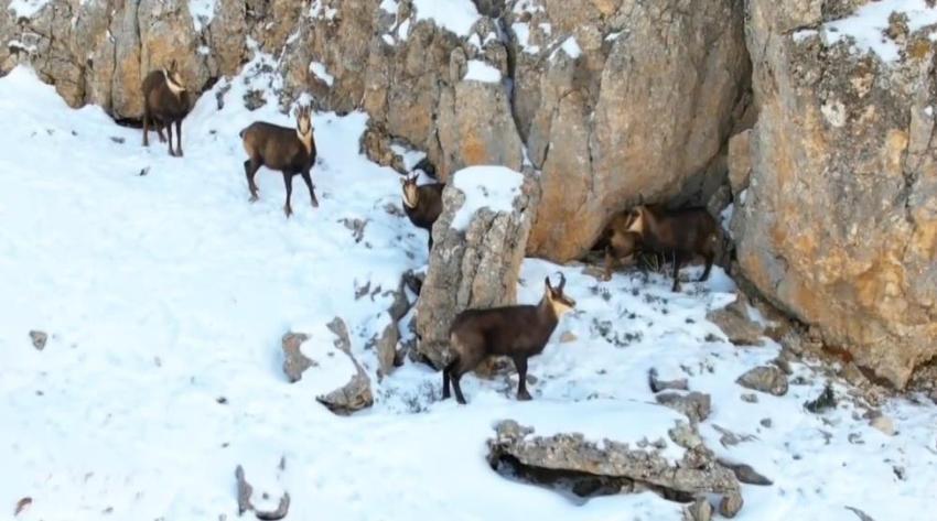 Munzur Dağı'nın zirvesinde fotokapana yakalandılar! Sürü halinde ilk kez görüldü