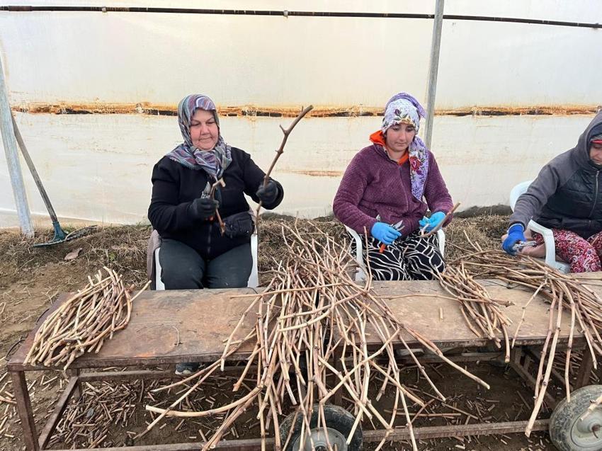 2 mühendis kardeş 700 bin adet üretip rekor kırdı! Binlerce işçi istihdam ettiler: Manisa'dan 3 bölgeye satılıyor